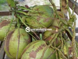 Air Kelapa: Sumber Nutrisi Alami untuk Meningkatkan Kesehatan