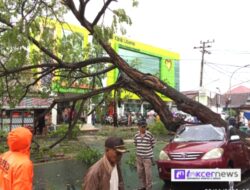 Mobil Toyota Avanza Merah Remuk Ditimpa Pohon Trembesi di Bantaeng