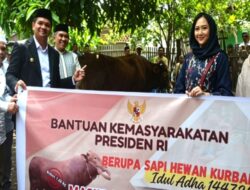 Sapi Limousin 1.078 Kg Bantuan Presiden Disembelih di Bantaeng