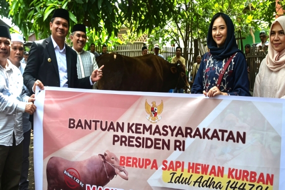 Sapi Limousin 1.078 Kg Bantuan Presiden Disembelih di Bantaeng